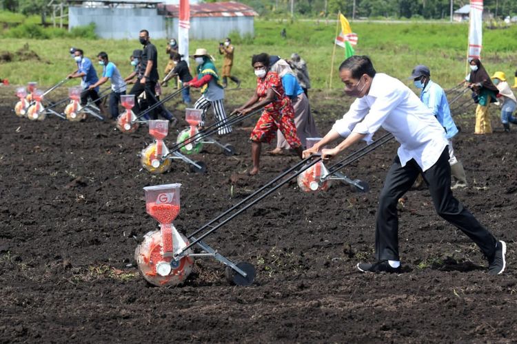 Presiden Joko Widodo (Jokowi) saat melakukan penanaman jagung bersama petani di Kelurahan Klamasen Distrik Mariat Kabupaten Sorong, Papua Barat, Senin (4/10/2021).
