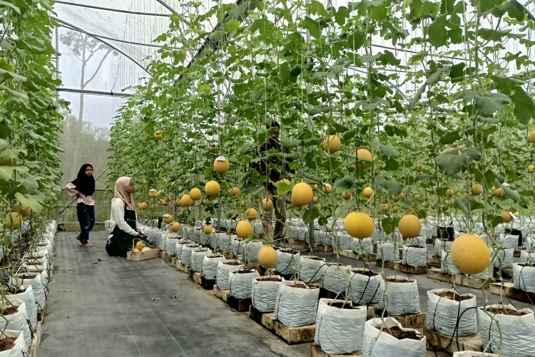 Seorang tenaga pengajar SMK Asyriah prodi Agribisnis Tanaman Pertanian (ATP) yang berada di bawah naungan Pondok Pesantren Al-Muttaqin yang berada di Desa Ibru, Kecamatan Mestong, Kabupaten Muaro Jambi, Provinsi Jambi, memanen buah melon dari greenhouse, pada (8/9/2025) lalu. 
