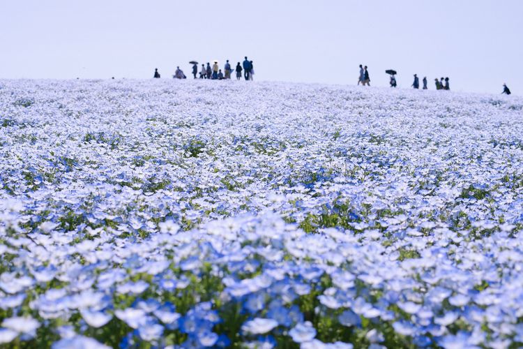Hitachi Seaside Park, salah satu taman bunga terindah di Jepang.