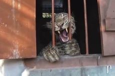 Alasan Tragis di Balik Macan Tutul yang Terkam Empat Orang