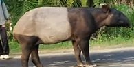 Polisi Ungkap Keganasan Pelaku Bunuh Tapir di Mesuji, Satwa Dilindungi Itu Sempat Berontak Sebelum Tewas