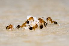 Tips Membunuh Semut dengan Tepung Maizena