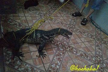Dari Rawa ke Permukiman: Kisah Satwa yang Kehilangan Habitat