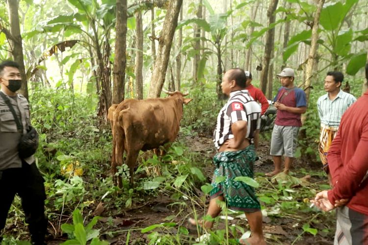 Polisi dan warga berhasil menemukan sapi yang ditinggalkan pencuri di dalam hutan jati sekitar 2 kilometer dari rumah pemiliknya, Rabu (3/3/2021) 