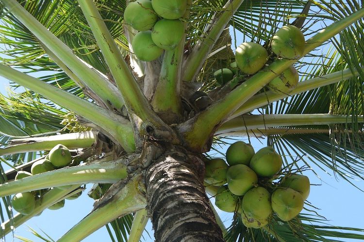 Ilustrasi tanaman kelapa, pohon kelapa. 