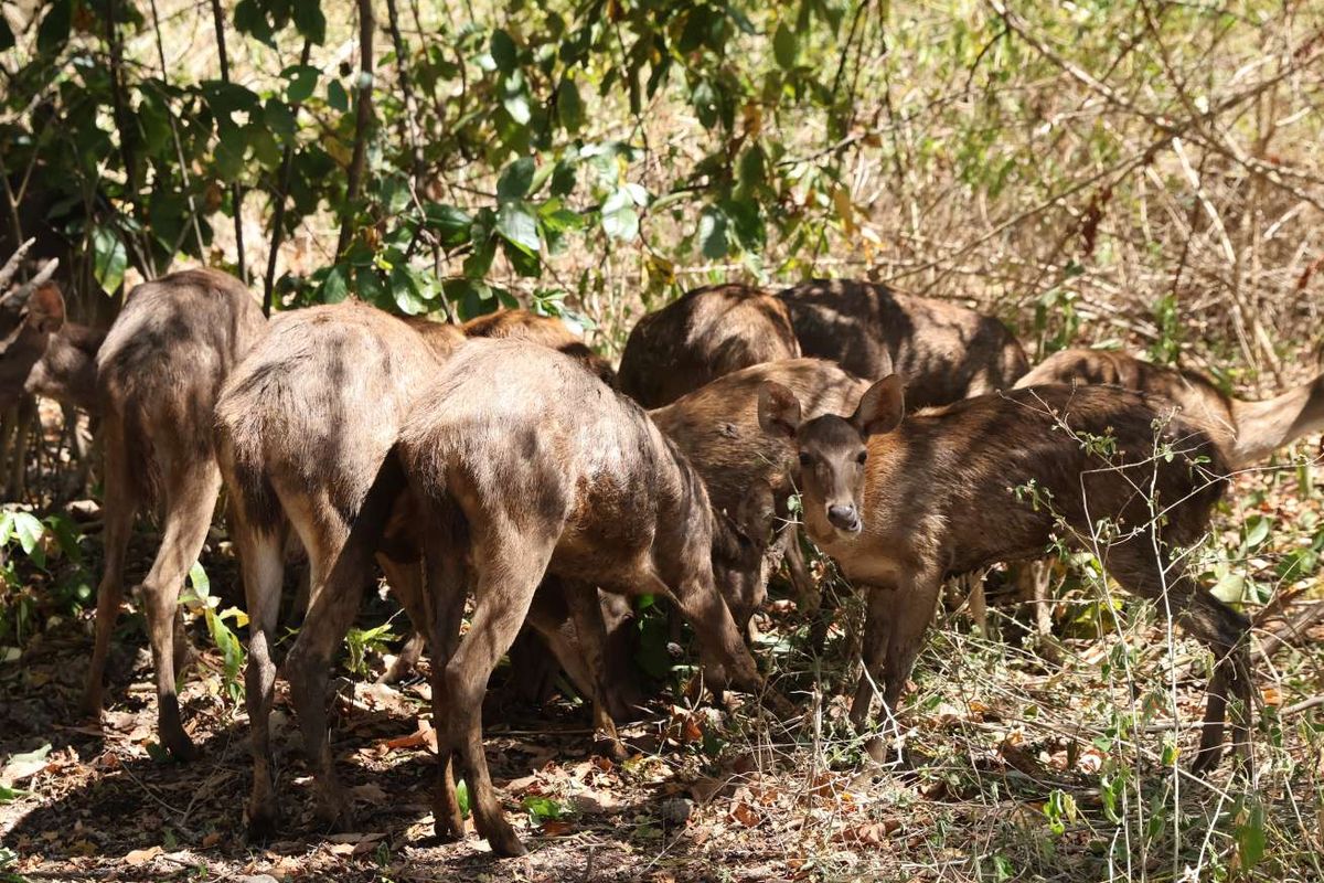 Sejumlah rusa timorensis (Cervus Timorensis) dilepasliarkan ke habitat alaminya di Taman Nasional (TN) Bali Barat, Desa Pejarakan, Kecamatan Gerokgak, Kabupaten Buleleng, Provinsi Bali, Rabu (6/8/2025).