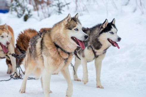 5 Suara Anjing dan Artinya, dari Menggonggong hingga Mengerang