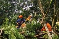 Dampak Cuaca Ekstrem di Bali, Pohon Tumbang Timpa Bangunan Sekolah