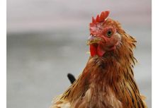Video Viral Ayam Jago Berkokok 