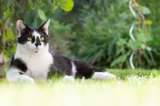 Simak, Cara Menjauhkan Kucing agar Tak Buang Air di Halaman Rumah