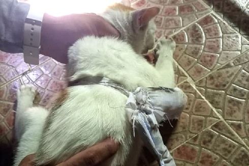 Kucing Ini Tertangkap Sedang Menyelundupkan Narkoba ke Dalam Penjara