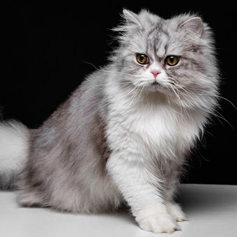 Ilustrasi kucing British Longhair.