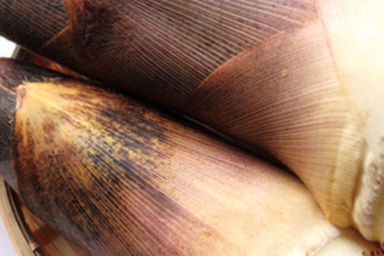 Ilustrasi rebung bambu untuk ZPT