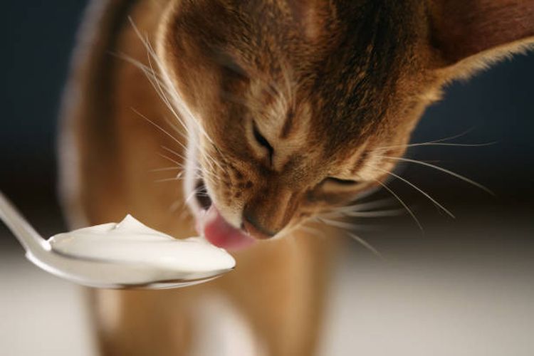 Ilustrasi kucing mengonsumsi yoghurt.