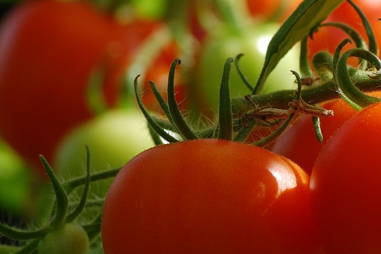 Ilustrasi tanaman tomat. 