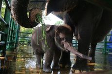 Anak Gajah Sumatera Lahir di Kebun Binatang Surabaya, Namanya Rocky Balboa