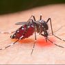 Kemenkes: Teknologi Wolbachia Efektif untuk Kurangi Kasus Dengue
