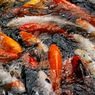 Pertimbangkan 4 Hal Ini Sebelum Membuat Kolam Ikan Koi Minimalis