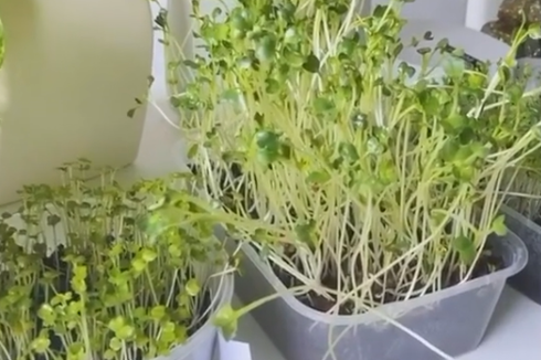 Mengenal Microgreens, Solusi Menanam Jika Tak Punya Lahan