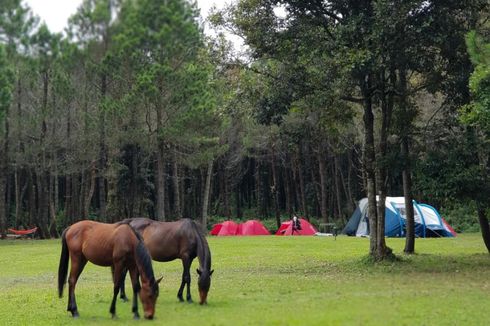 Jungle Milk di Lembang, Private Camping dan Piknik Tengah Hutan