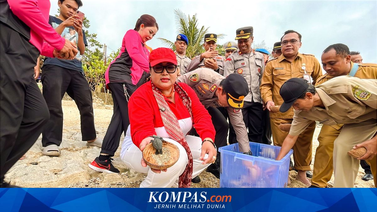 Penyu Sempat Bikin Jejak Palsu, Puluhan Tukik Kini Menetas di Pantai Wediombo Gunungkidul