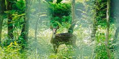 15 Rusa Totol Jinak dari Istana Kepresidenan Bogor Resmi Jadi Koleksi Taman Cadika Medan