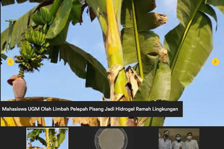 Tim mahasiswa Universitas Gadjah Mada (UGM) berhasil mengolah limbah pelepah pisang menjadi bahan penyerap (hidrogel) ramah lingkungan.