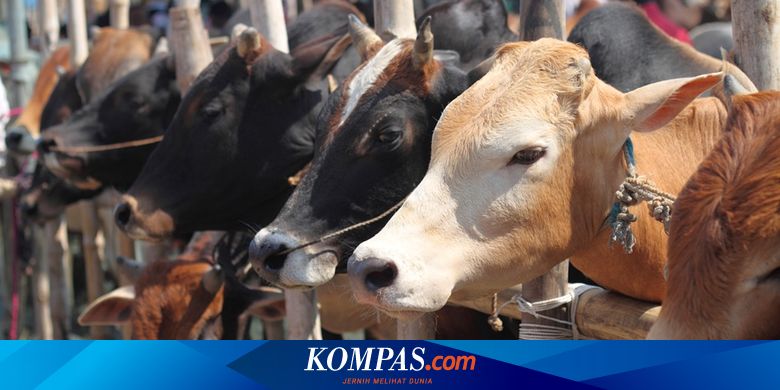 7 Fakta Sapi Terjangkit Antraks Pertama Kali Di Gunungkidul Hingga Cara Penularan Ke Manusia Halaman All Kompas Com