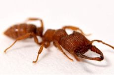 Semut Drakula, Hewan dengan Gerakan Rahang Tercepat di Dunia