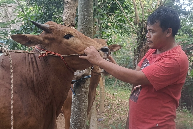 Jelang Idul Adha, Peternak Sapi di Bangkalan Kebanjiran Pesanan dari Jakarta