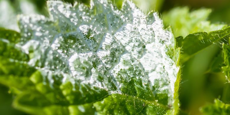 Tak Sulit, Begini Tips Mengatasi Jamur pada Tanaman