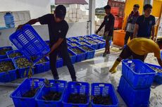 Pakai Climate Smart Shrimp, Desa di Donggala Panen Udang hingga 50 Ton