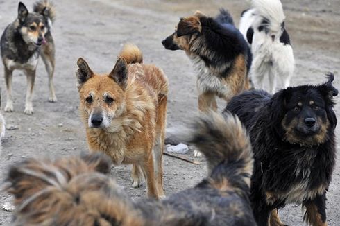 Cegah Virus Corona, Pemerintah Rusia Tangkap Anjing dan Kucing Liar Sekaligus Basmi Tikus