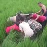 Pengendara Motor Asal Ngawi Tewas Tercebur Sawah di Madiun 