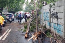 Hujan Lebat dan Angin Kencang, Pohon Tumbang di Kembangan