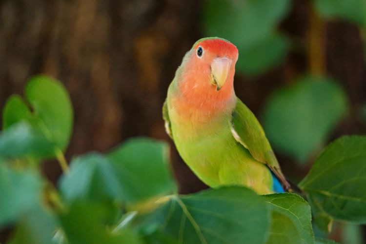 burung Rosy-faced Lovebird