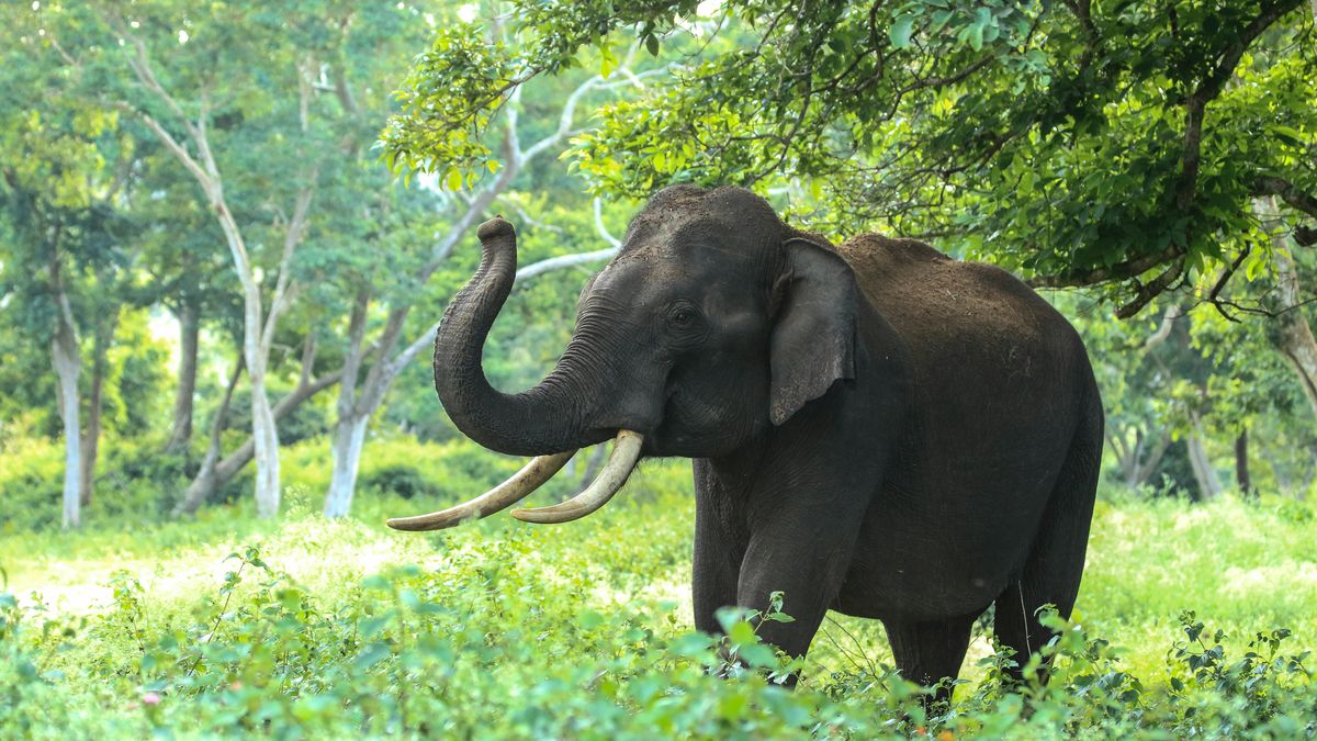 Gajah Indro Ditemukan Tewas di Tesso Nilo, Sempat Alami Komplikasi