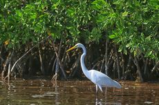 Eksistensi Mangrove Sangat Penting Melawan Perubahan Iklim