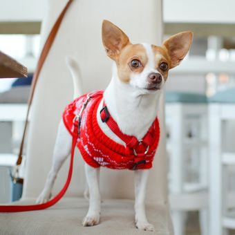 Ilustrasi anjing Chihuahua.