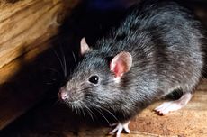 Tips Mengusir Tikus yang Suka Bersembunyi di Area Kompor
