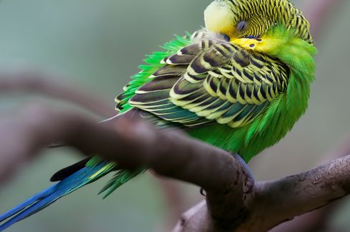 Jumlah Spesies Burung Indonesia Bertambah Jadi 1.826