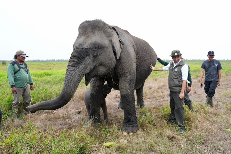 Cegah Karhutla Dekati Habitat Gajah, Pemerintah Pertebal Pasukan Darat di Padang Sugihan