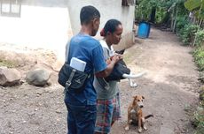 Pemkab Sikka Bakal Eliminasi Anjing yang Tak Mau Divaksin Antirabies