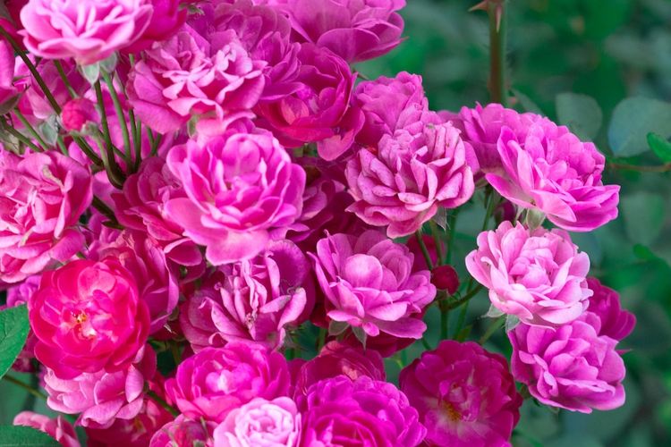 Ilustrasi tanaman bunga mawar.