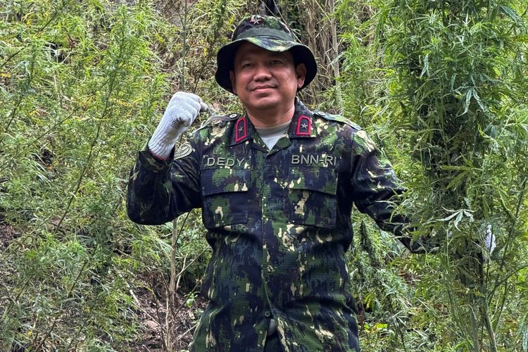 BNN Musnahkan 30.000 Batang Tanaman Ganja dari 12 Hektar Lahan di Aceh