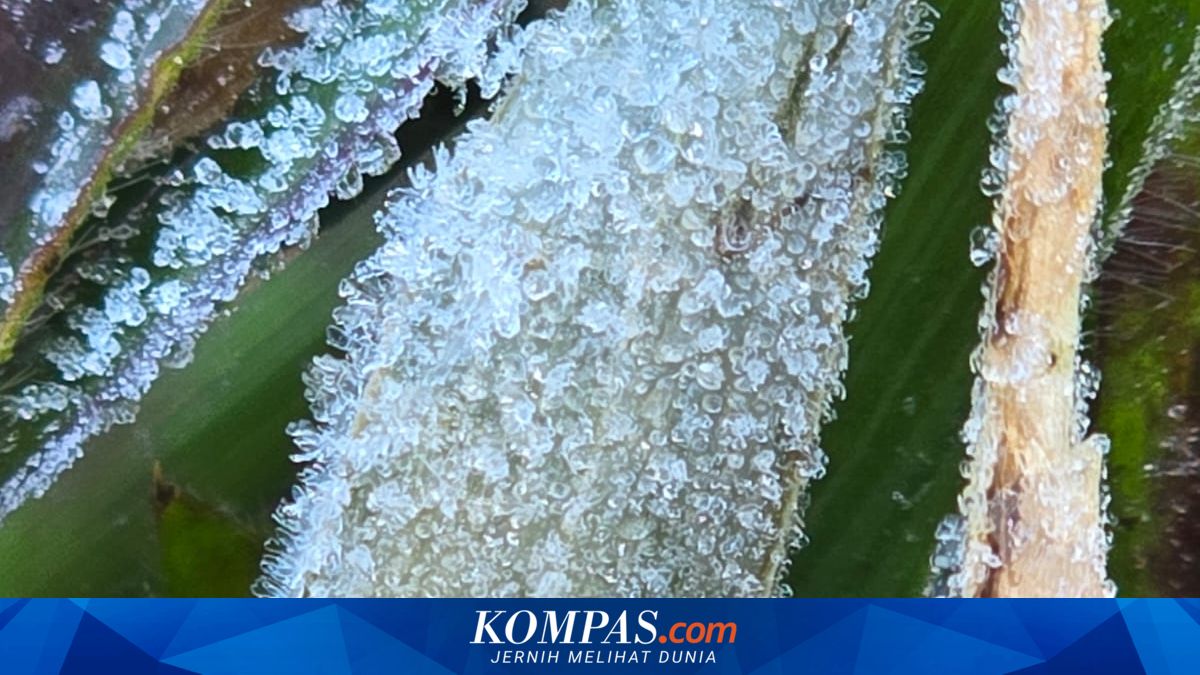Embun Upas Kembali Selimuti Dieng, BMKG Tegaskan Bukan Salju