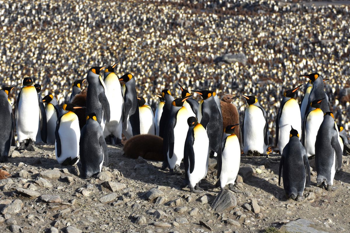 Penguin Raja di Saint Andrew's Bay, South Georgia Island, Antartika. Kotoran yang dihasilkan koloni penguin ini menghasilkan gas tawa yang memabukkan para peneliti.