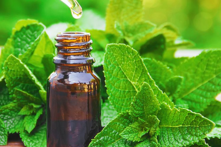 Ilustrasi minyak peppermint