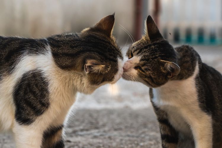 Ilustrasi kucing menempelkan hidung satu sama lain sebagai bentuk komunikasi. 