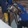 Ular Piton Bersarang di Atap Kamar Mandi Rumah, Pemilik Ketakutan